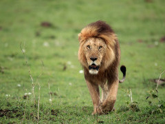 Lion in Masai Mara National Reserve, Kenya.