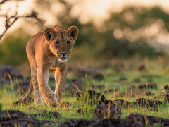 Lion cub in Masai Mara National Reserve, Kenya.