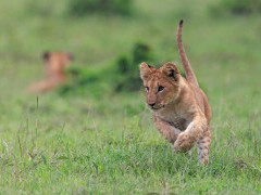 Lion cub in Masai Mara National Reserve, Kenya.