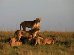 Lion pride in Masai Mara National Reserve, Kenya.