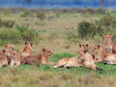 Lion pride in Masai Mara National Reserve, Kenya.