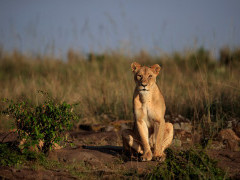 Lioness in Masai Mara National Reserve, Kenya.