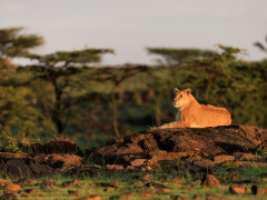 Lioness in Kenya.