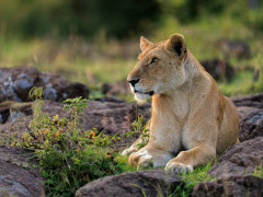Lioness in Kenya.