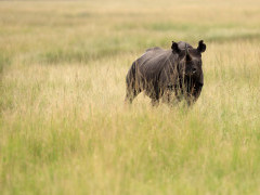 Black rhino in Masai Mara National Reserve, Kenya.