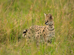 Serval in Masai Mara National Reserve, Kenya.
