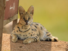 Serval in Masai Mara National Reserve, Kenya.