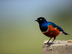 Superb starling in Masai Mara National Reserve, Kenya.