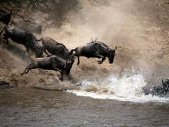 Wildebeest migration crossing the Mara River in Kenya