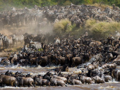 Wildebeest migration crossing the Mara River in Kenya