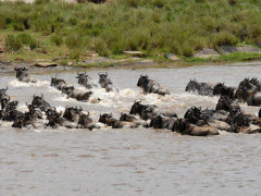 Wildebeest migration crossing Mara River in Kenya.