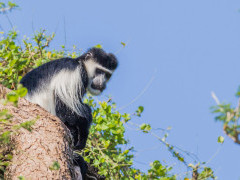 Black-and-white colobus monkey  in Olkirimatian Conservancy, Kenya.