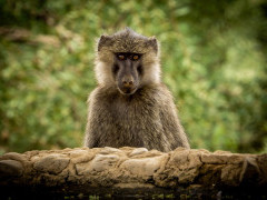 Yellow baboon in Olkirimatian Conservancy, Kenya.