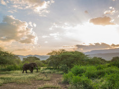 African elephant in Olkirimatian Conservancy, Kenya
