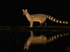 Genet in Olkirimatian Conservancy, Kenya.
