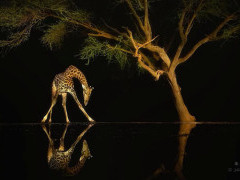 Giraffe in Olkirimatian Conservancy, Kenya.