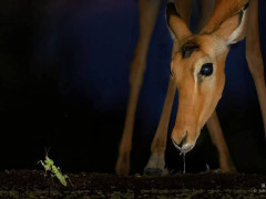 Impala in Olkirimatian Conservancy, Kenya.