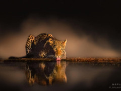Leopard in Olkirimatian Conservancy, Kenya.