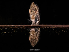 Leopard in Olkirimatian Conservancy, Kenya.