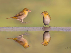 Lesser masked weaver in Olkirimatian Conservancy, Kenya.