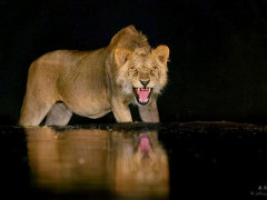Lion in Olkirimatian Conservancy, Kenya.