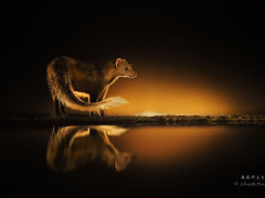 Mongoose in Olkirimatian Conservancy, Kenya.