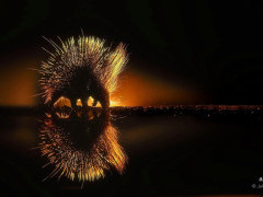 Porcupine in Olkirimatian Conservancy, Kenya.