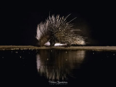 Porcupine in Olkirimatian Conservancy, Kenya.