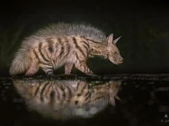 Striped hyena in Olkirimatian Conservancy, Kenya.