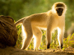 Vervet monkey in Olkirimatian Conservancy, Kenya.