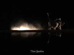 Warthog in Olkirimatian Conservancy, Kenya.