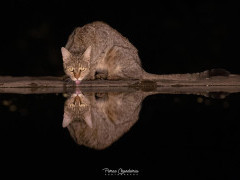 Wildcat in Olkirimatian Conservancy, Kenya.