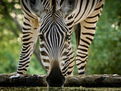 Zebra in Olkirimatian Conservancy, Kenya.