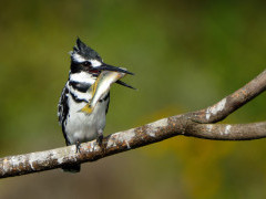 Pied kingfisher in Kenya
