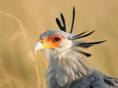 Secretary bird in Kenya
