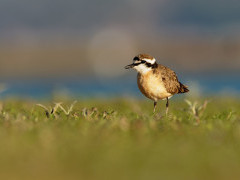 Kittlitz's plover