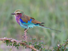 Lilac-breasted roller.