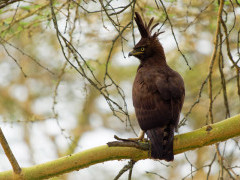 Long-crested eagle