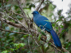 Blue coua in Marojejy National Park, Madagascar.