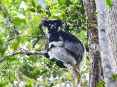 Indri in Andasibe-mantadia, Madagascar