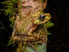 Anamalozatra Madagascar frog in Andasibe-Mantadia National Park, Madagascar.