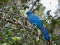 Blue coua in Andasibe-Mantadia National Park, Madagascar.