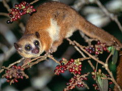 Crossley's dwarf lemur in Andasibe-Mantadia National Park, Madagascar.
