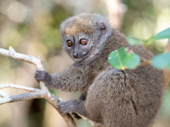 Eastern bamboo lemur in Andasibe-Mantadia National Park, Madagascar