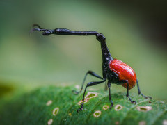 Giraffe-necked weevil in Andasibe-Mantadia National Park, Madagascar.