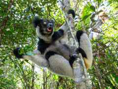 Indri in Andasibe-Mantadia National Park, Madagascar.