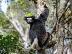 Indri in Andasibe-Mantadia National Park, Madagascar.