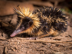 Lowland streaked tenrec in Andasibe-Mantadia National Park, Madagascar.