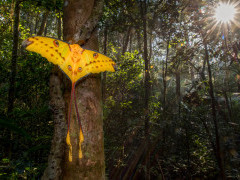 Madagascar comet moth in Andasibe-Mantadia National Park, Madagascar.