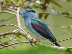 Madagascar cuckoo roller in Andasibe-Mantadia National Park, Madagascar.